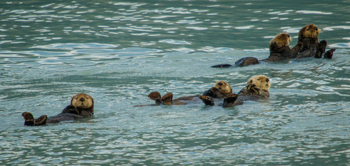 Sea otters near Seward in Prince William Sound, Alaska