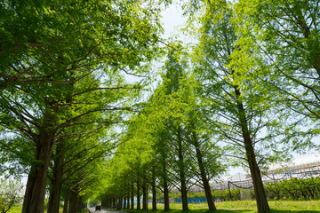 滋賀県高島市の春のメタセコイア並木