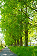 滋賀県高島市の春のメタセコイア並木