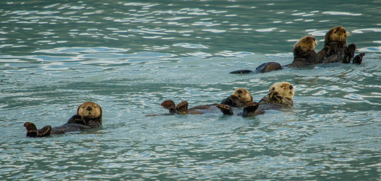 Sea Otters Near Seward In Prince William Sound, Alaska