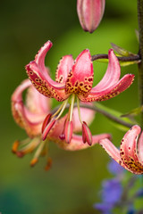 pink Toad Lily flowers with green background