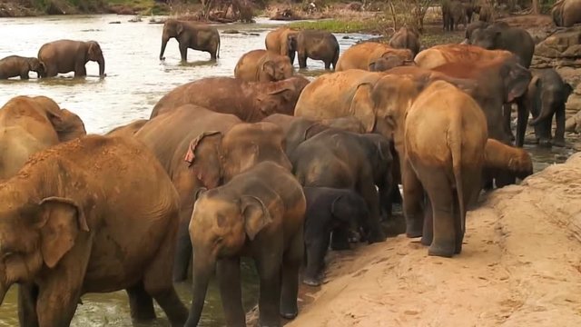 Mud Caked Elephant in Pinnewala Sri Lanka