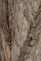 rough and ripped tree trunk surface texture background