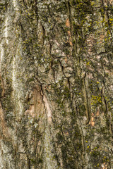 rough and ripped tree trunk surface texture background