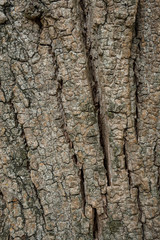 rough and ripped tree trunk surface texture background
