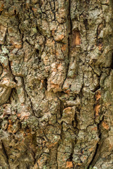 rough and ripped tree trunk surface texture background