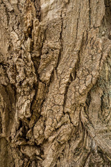 rough and ripped tree trunk surface texture background