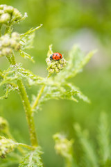 tiny red ladybug resting on top of Tansy flower