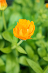 top view of yellow daisy flower bud with green background