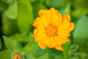 top view of yellow daisy flower with green background