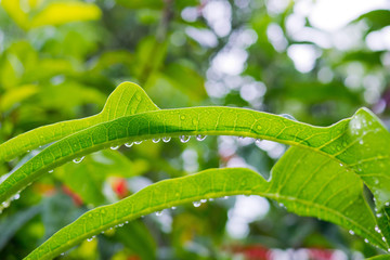 Green leaves natural background wallpaper, leaf texture, green leaves wall background
