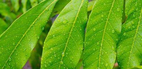 Green leaves natural background wallpaper, leaf texture, green leaves wall background