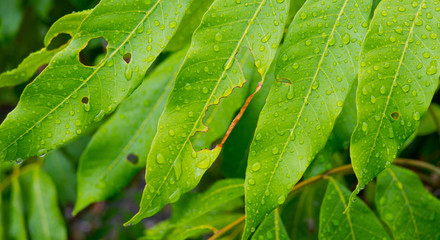 Green leaves natural background wallpaper, leaf texture, green leaves wall background