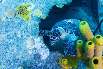A hawksbill turtle has made a temporary home out of an underwater shipwreck. The wreck that is covered in coral offers underwater food and shelter to the peaceful creature