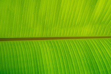 Green leaves natural background wallpaper, leaf texture, green leaves wall background