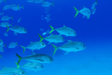A school of horse eyed jacks cruise through the warm water of the Caribbean Sea near Grand Cayman. The tropical reef fish hang out in groups and can often be found circling one area