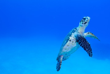 A hawksbil turtle slowly cruises through the beautiful warm water of the Caribbean Sea. The peaceful creature feeds on coral in the nearby reef