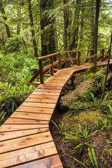 wooden walkway inside forest under the rain