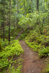 Fototapeta premium dirt path deep inside forest