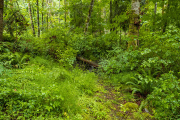 Fototapeta premium lush forest with tree trunks laying around covered with green mosses