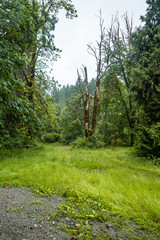 Fototapeta na wymiar open ground inside forest on a overcast day