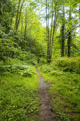 Fototapeta na wymiar shallow dirt path inside green forest 