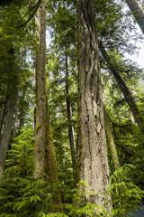 tall tree trunk under the green foliage with rough bark