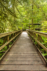 a wooden bridge in the old forest in day time