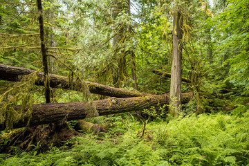 two fallen tree trunks crossing handing on other two trees in the forest