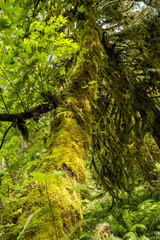 tree with moss covered trunk and lycan's beard plant wrapped branches