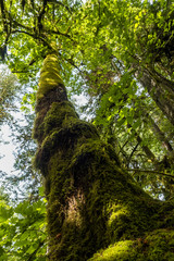Fototapeta premium old tree reaching to the sky in the forest covered with moss all over its trunk.