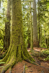 old trees covered with moss inside forest 