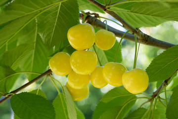 yellow cherries and leaves in the tree