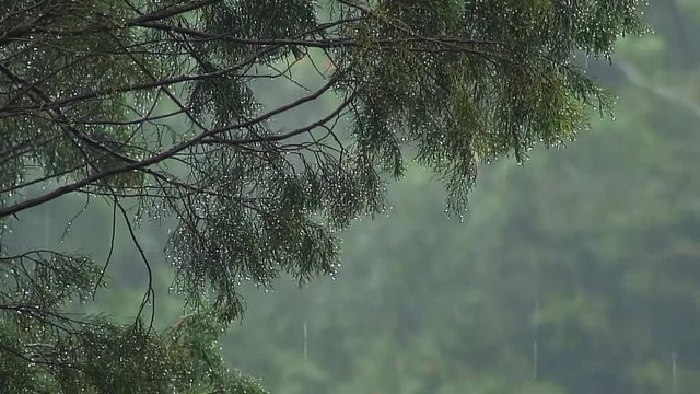 Rain in the Leaves, Haputale Sri Lanka