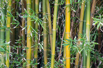 Bamboo forest growth, close up with stems and leaves