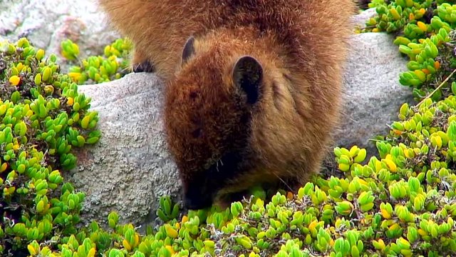 Rock Dassies Eating Shrubbery, South Africa