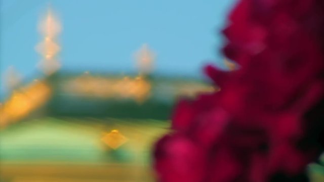 Rose Focus Out to Gold
