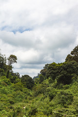The jungle on Mount Aberdar in the fog. Kenya, Africa