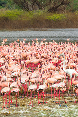 Panorama with a flock of pink flamingos on the shore of Lake Baringo. Kenya, Africa