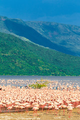 Panorama with a big flock of pink flamingos on the shore of Lake Baringo. Kenya, Africa