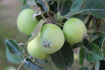 apple, fruit, green, tree, food, branch, apples, garden, nature, fresh, leaf, healthy, agriculture, plant, summer, ripe, leaves, organic, tomato, natural, juicy, crop, vegetable, orchard, fruits