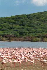 Landscape with a flock of flamingos on Lake Baringo. Kenya, Africa
