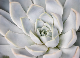 Closeup succulents cactus background