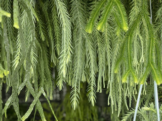 huperzia in nature green background