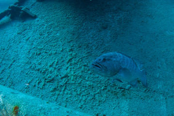 Naklejka premium A grouper swimming around a shipwreck. This predator who normally lives on the tropical reef has made a new home in the ruting structure of a shipwreck in the Caribbean sea