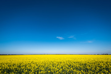 Obraz premium Canola field and big blue sky, Victoria Australia