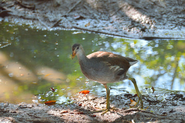 young reed marshmallow or swamp chicken, in natural conditions, on the shore of the lake