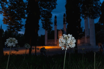 White flower iluminated in a dark background