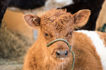 A cute fuzzy calf with the mother in the background