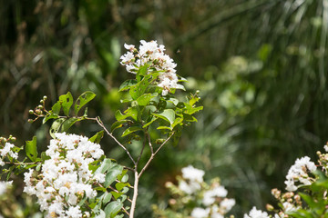 Close up Pink mix white Tabebuia rosea blossom